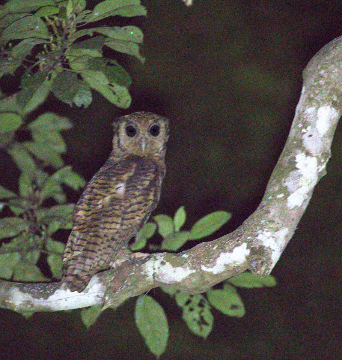 Fraser's Eagle-Owl - ML580921971