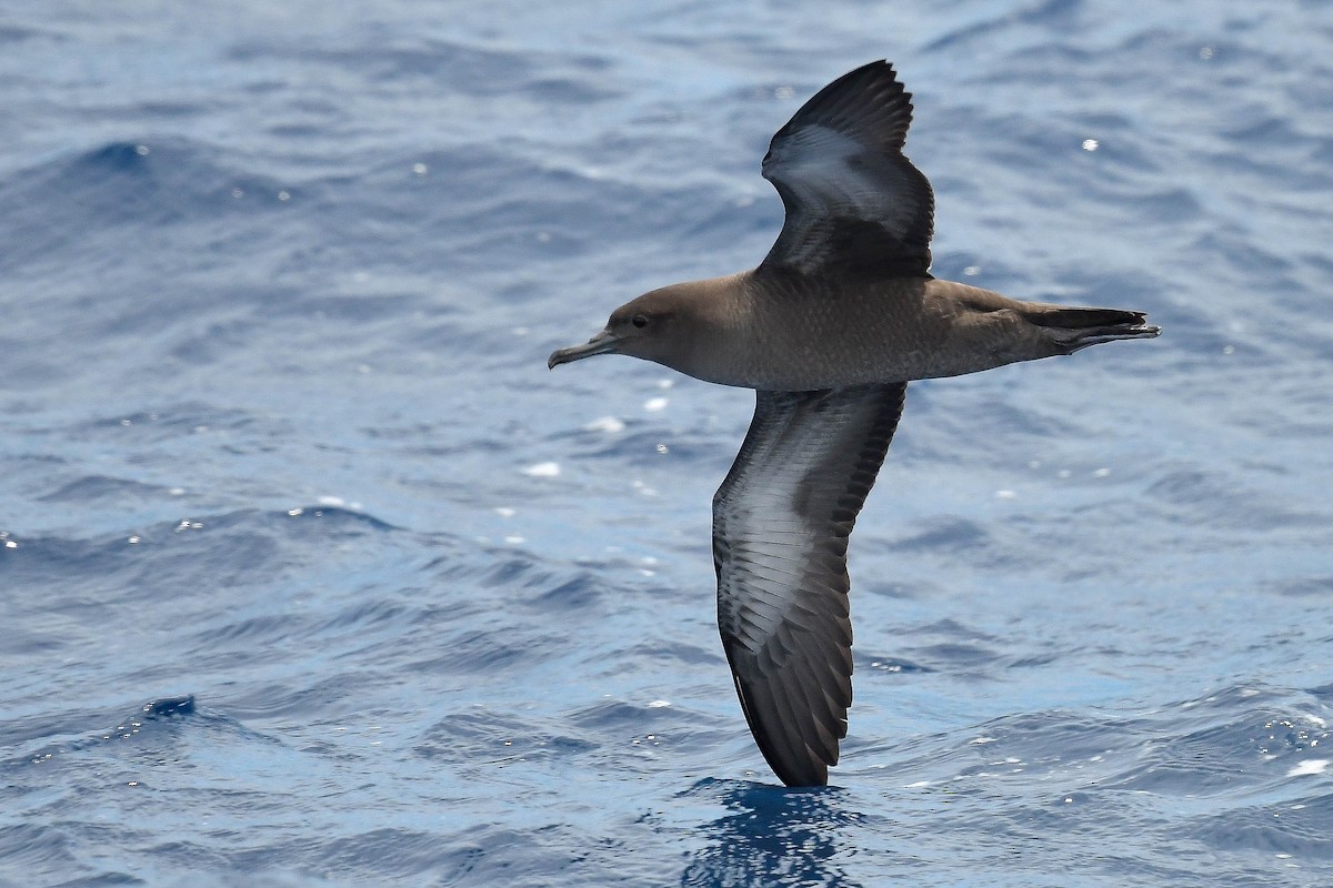 Sooty Shearwater - ML580922251