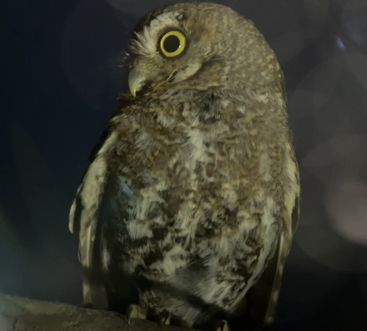 Elf Owl - ML580923281