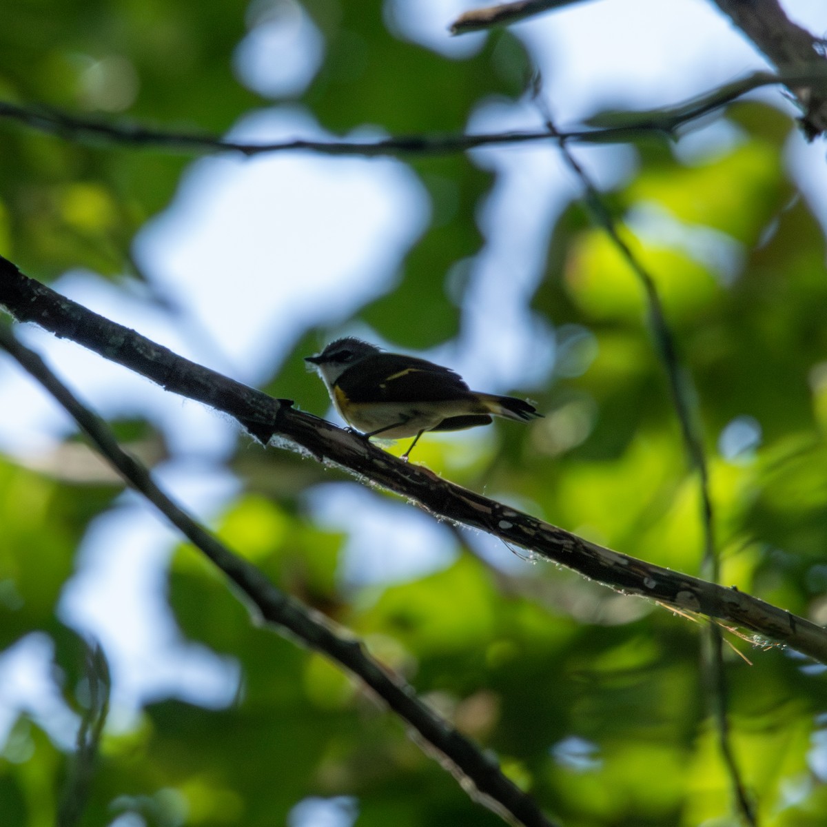 American Redstart - L.A. Skillen