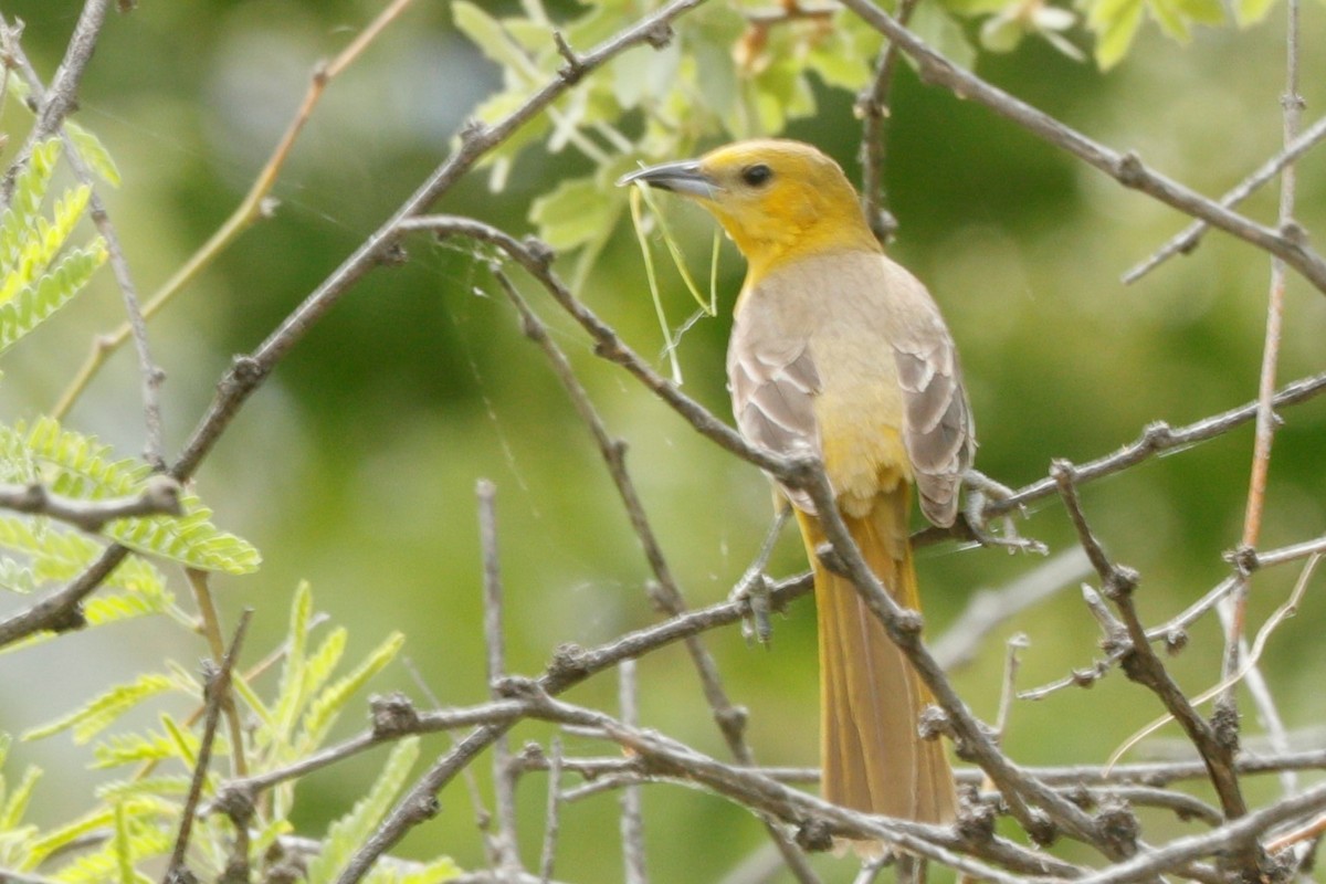 Hooded Oriole - ML580923721