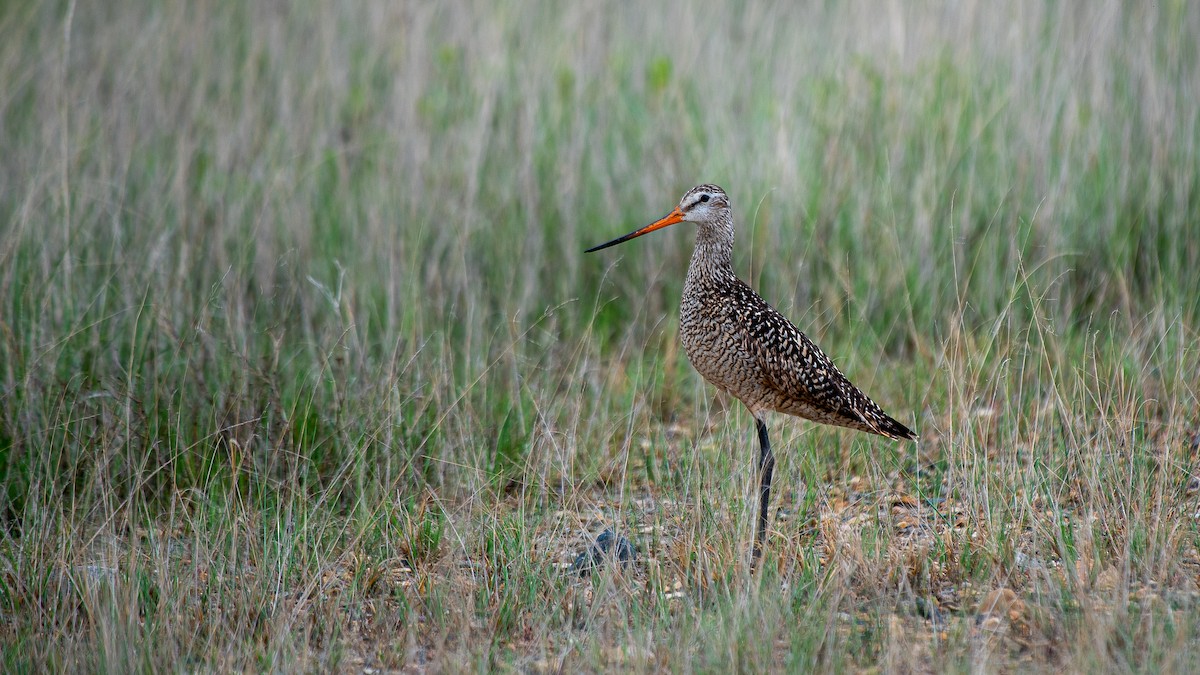 Marbled Godwit - ML580923961