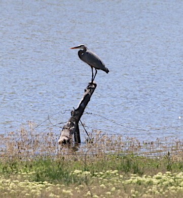 Great Blue Heron - ML580924071