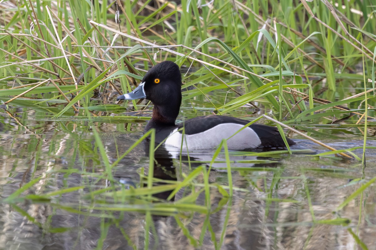 Ring-necked Duck - ML580924351