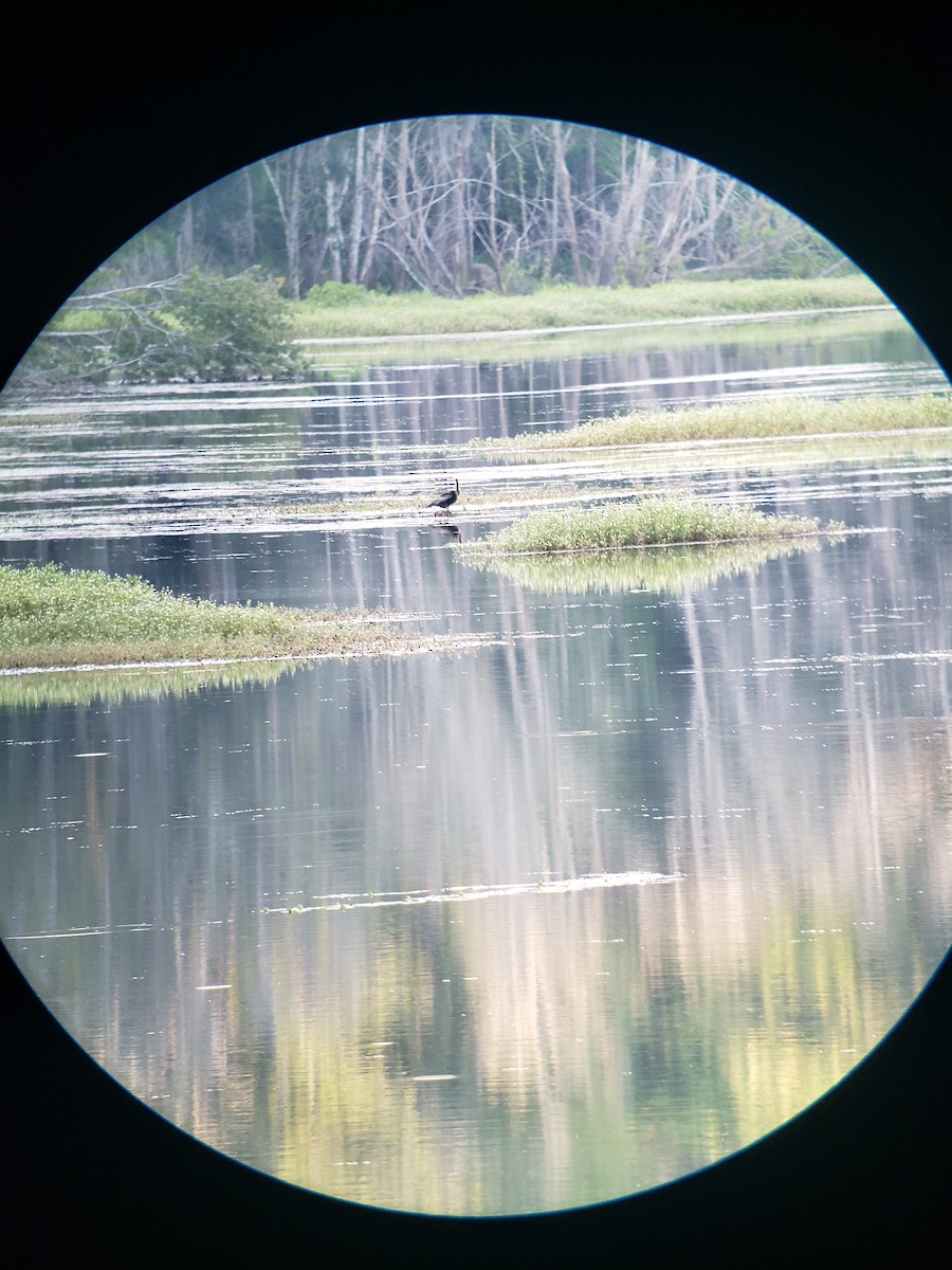 Anhinga - ML580925681