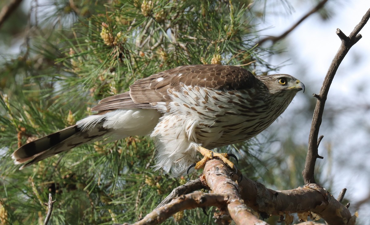 Cooper's Hawk - ML580926381