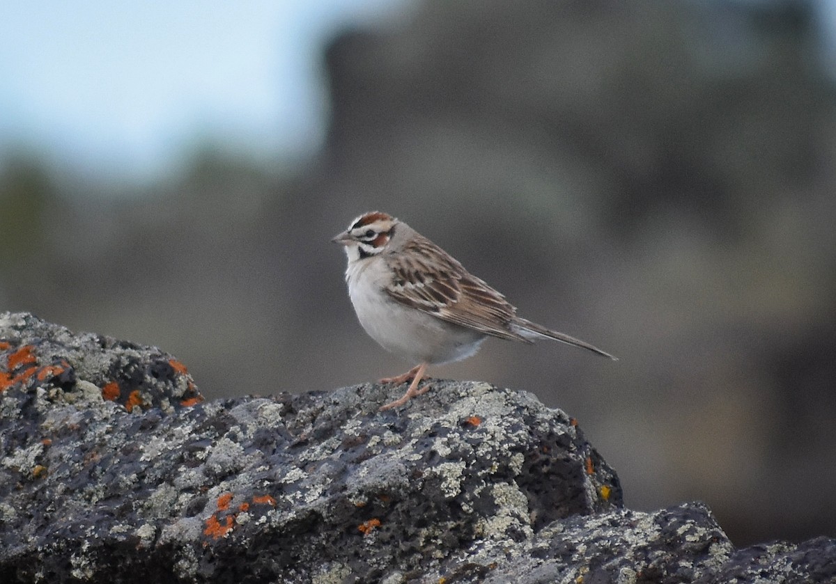 Lark Sparrow - ML580928351