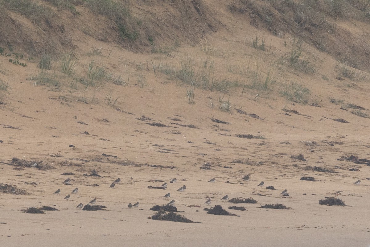 Double-banded Plover - ML580928711