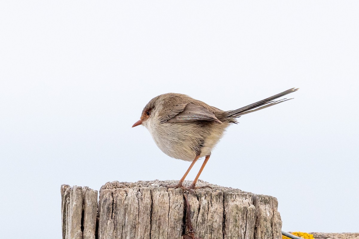 Superb Fairywren - ML580928741