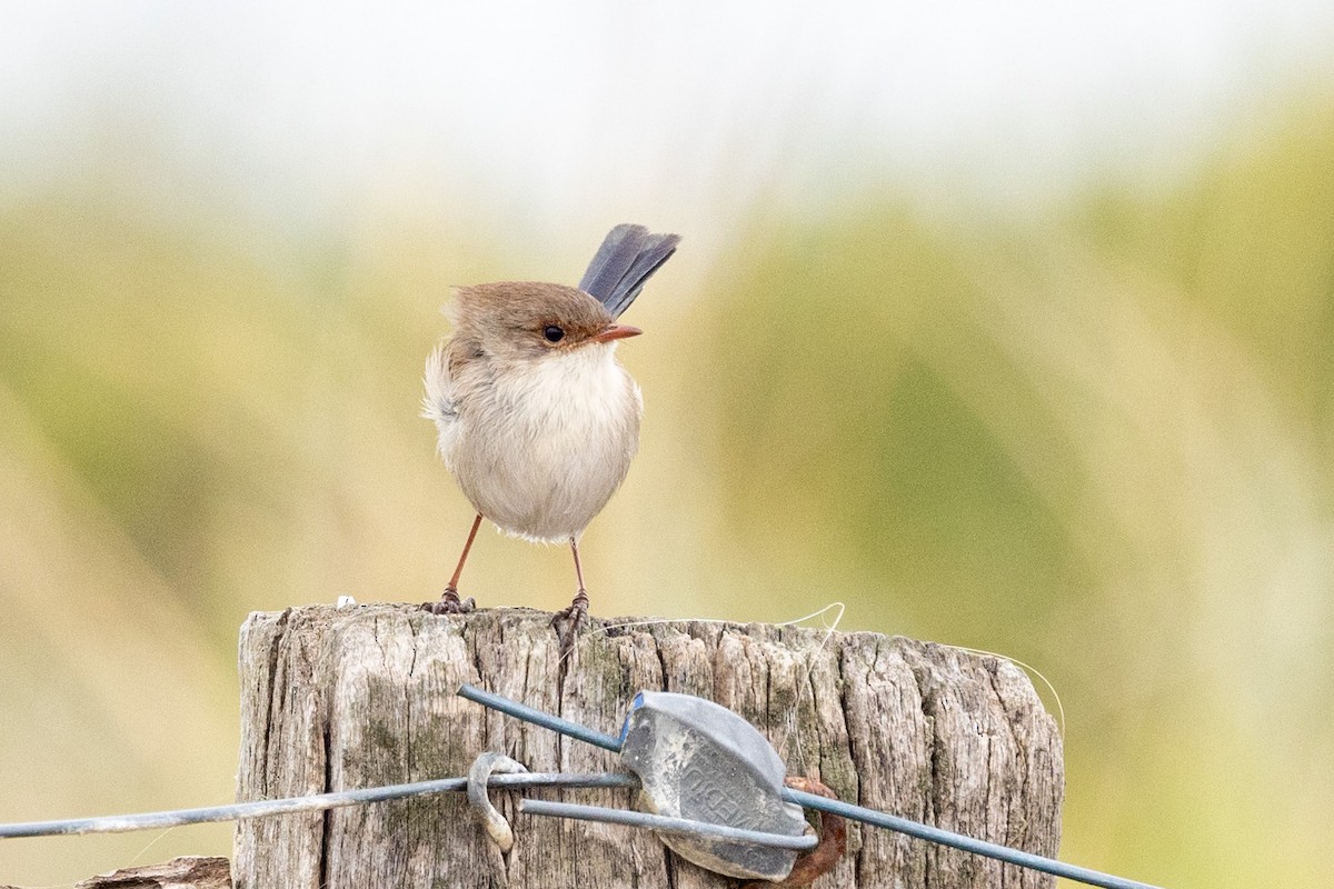 Superb Fairywren - ML580928751