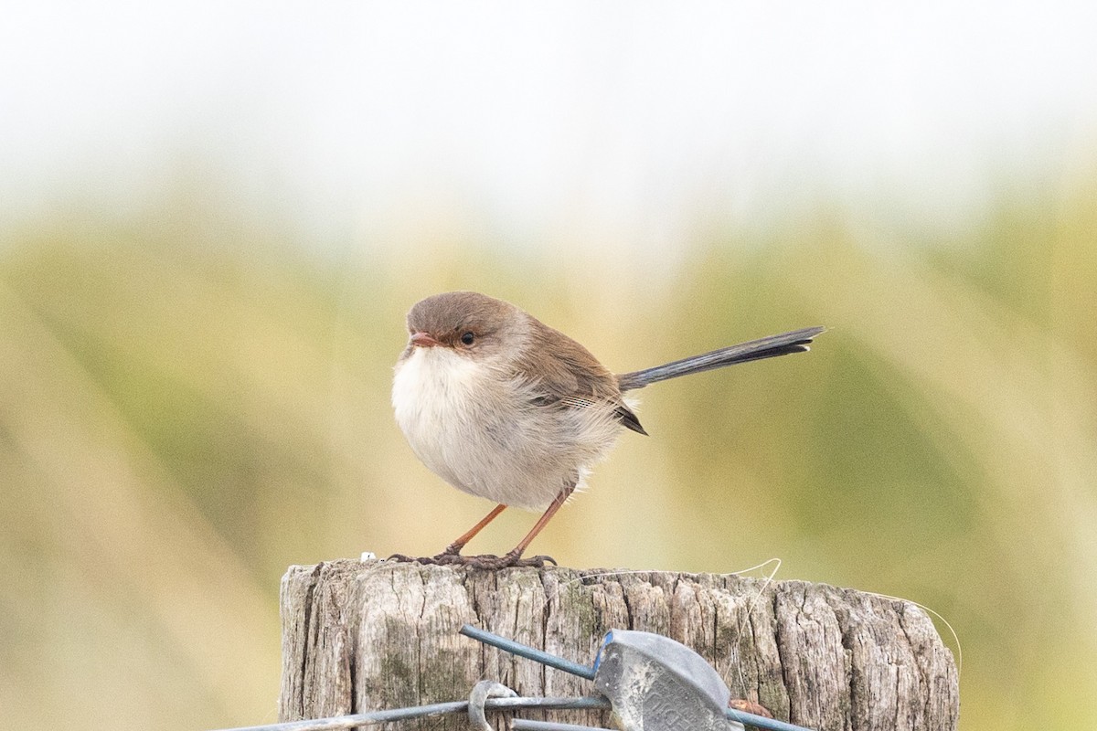 Superb Fairywren - Richard and Margaret Alcorn