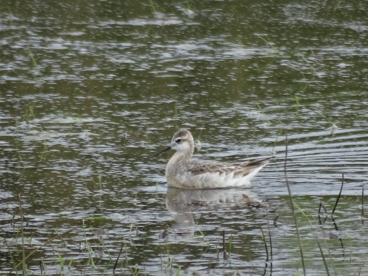 hvithalesvømmesnipe - ML58092921