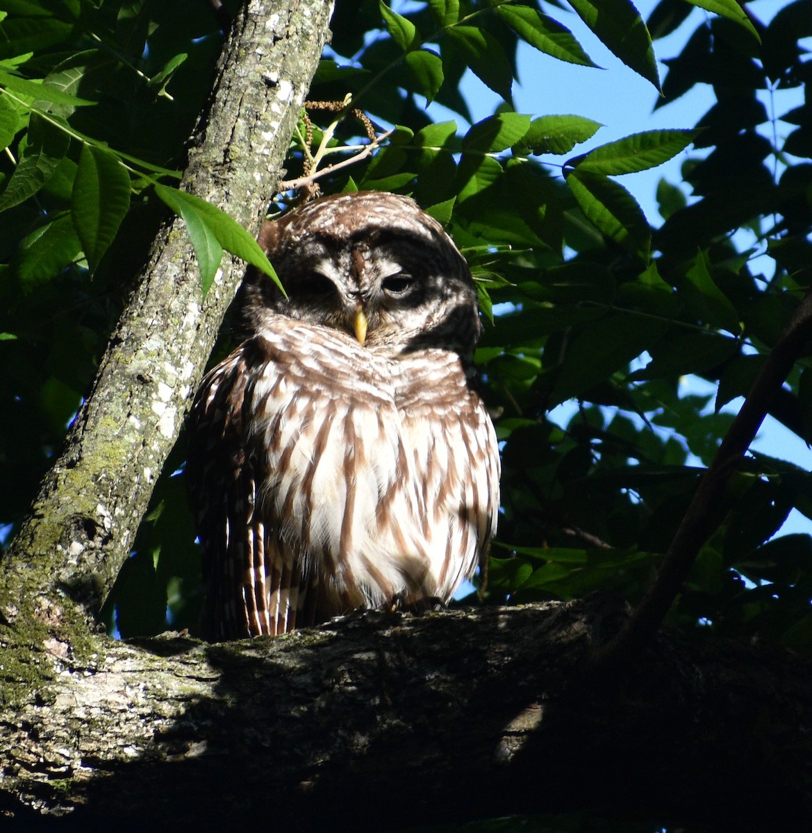 Barred Owl - ML580930551