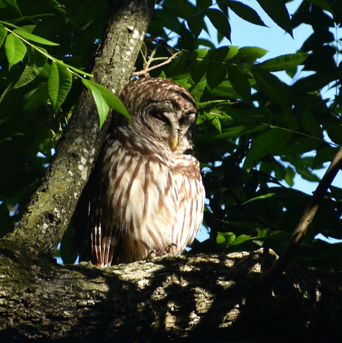 Barred Owl - ML580930561