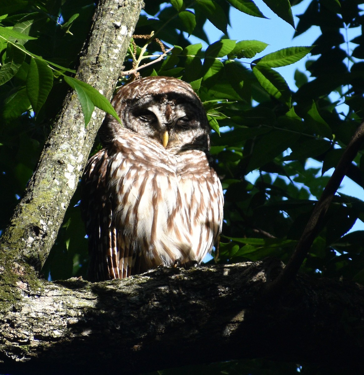 Barred Owl - ML580930571