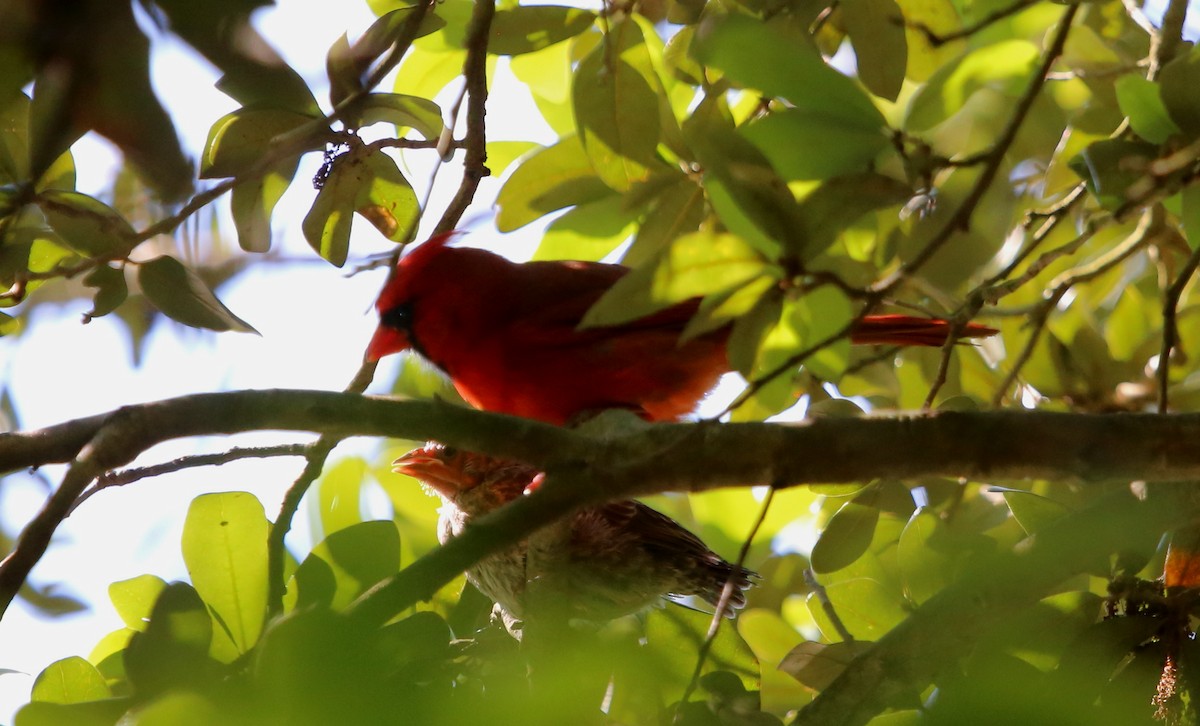 Northern Cardinal - ML58093121