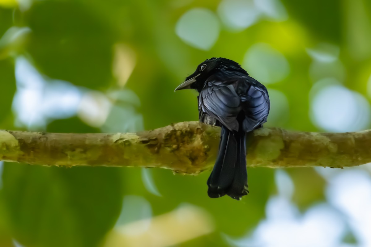 Bronzed Drongo - ERIK Ding