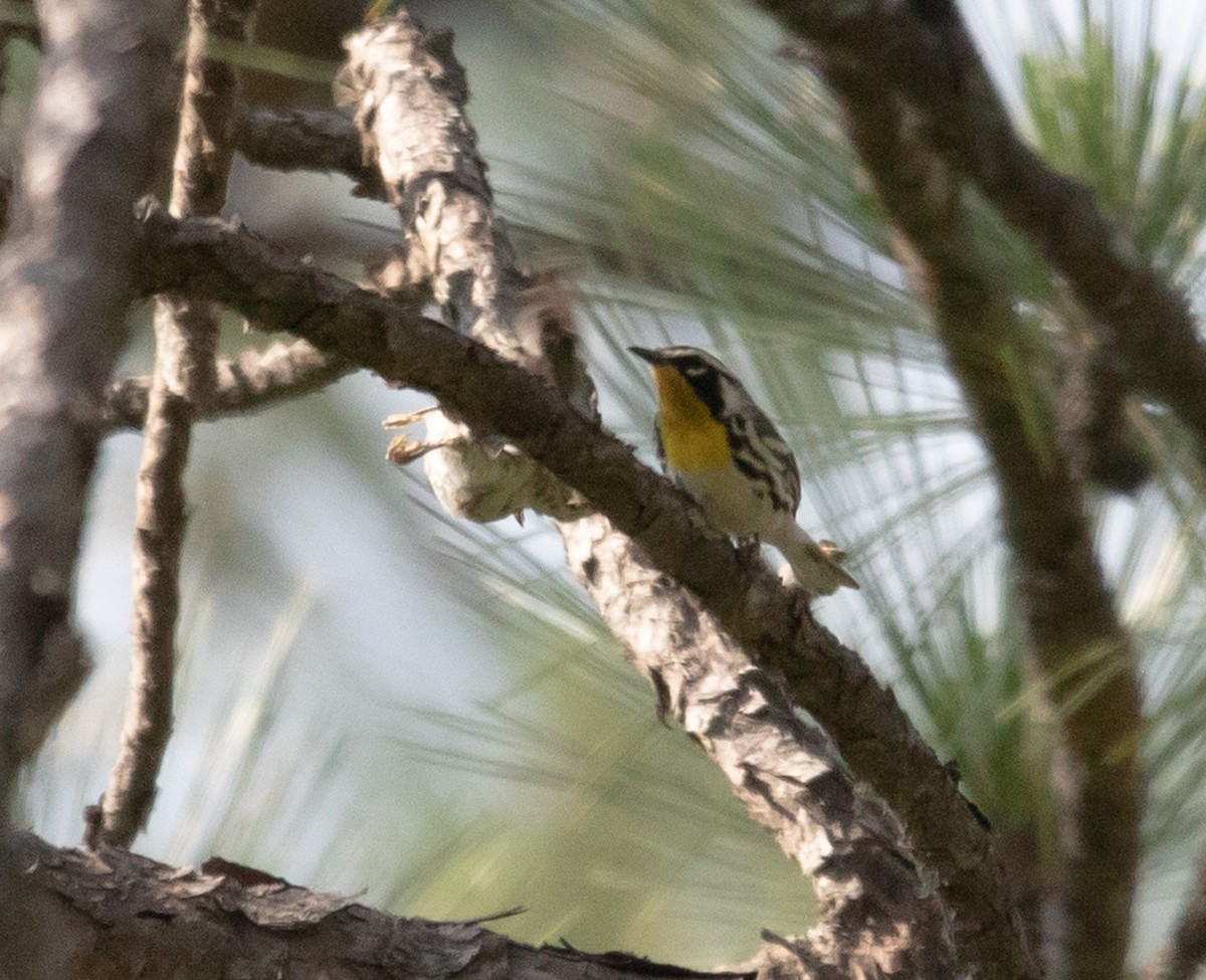 Yellow-throated Warbler - ML580933331