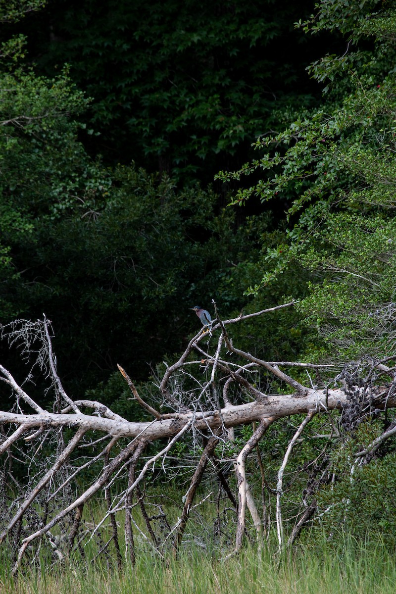 Green Heron - Janelle Donaldson