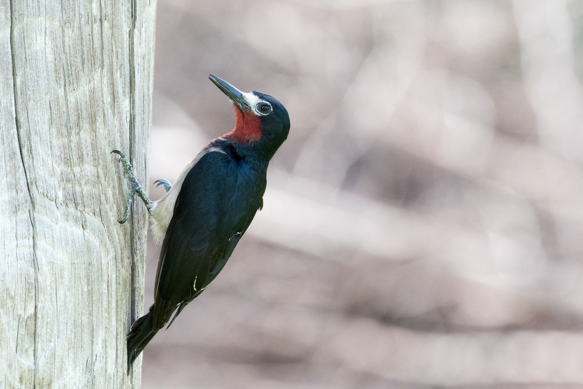 Puerto Rican Woodpecker - Gustavo Melendez