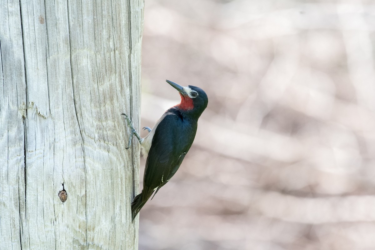 Puerto Rican Woodpecker - ML580933591