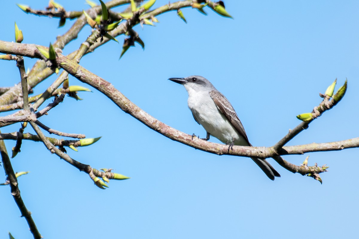 Gray Kingbird - ML580933861