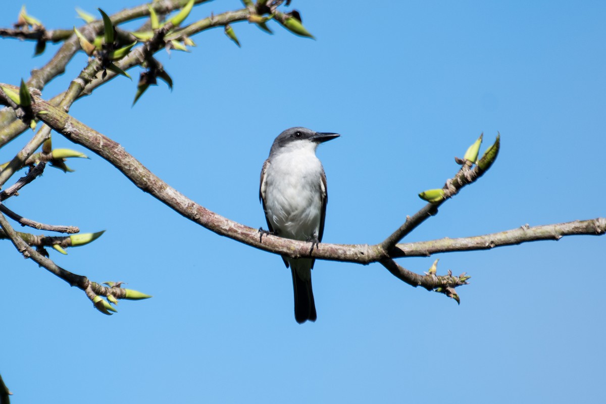 Gray Kingbird - ML580933871