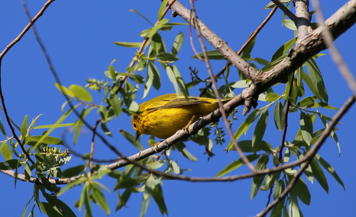 Yellow Warbler - ML58093411