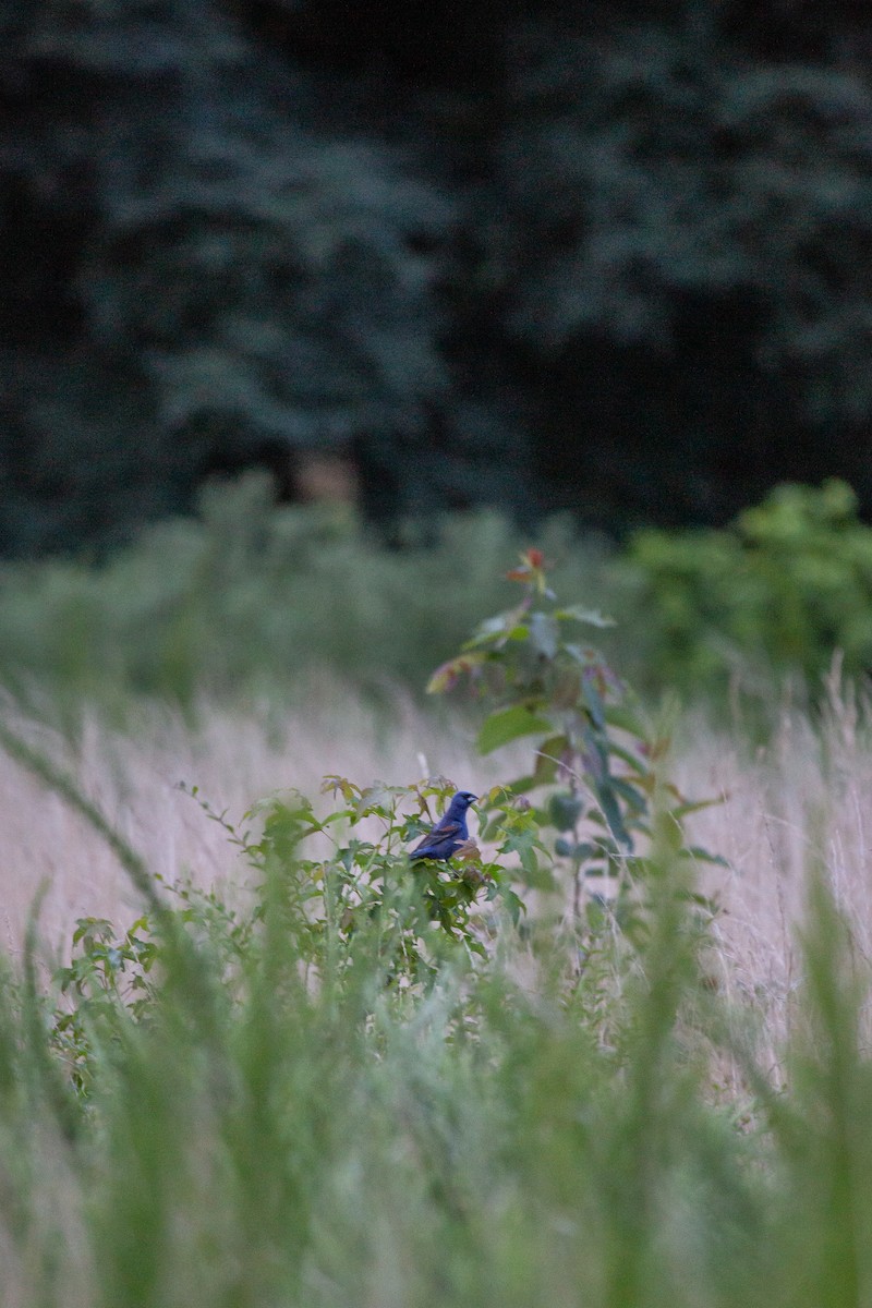 Blue Grosbeak - Janelle Donaldson