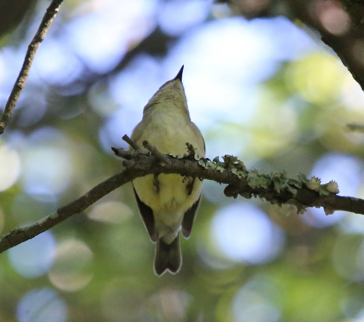 Black-throated Blue Warbler - ML58093431