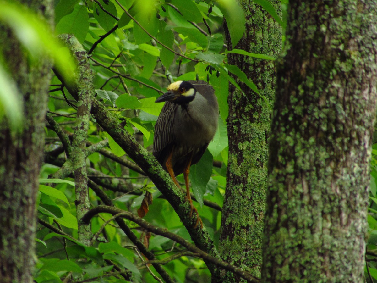 Yellow-crowned Night Heron - Eric Ray