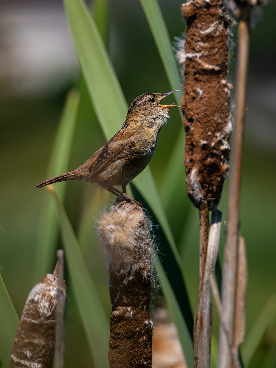 Marsh Wren - ML580935311