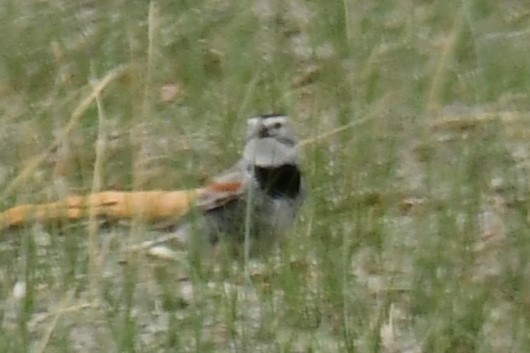 Thick-billed Longspur - Randy McCarthy