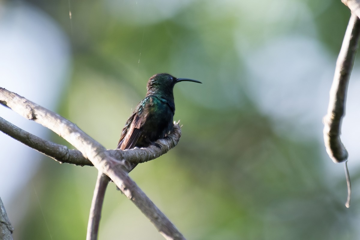 Green-throated Carib - ML580936171