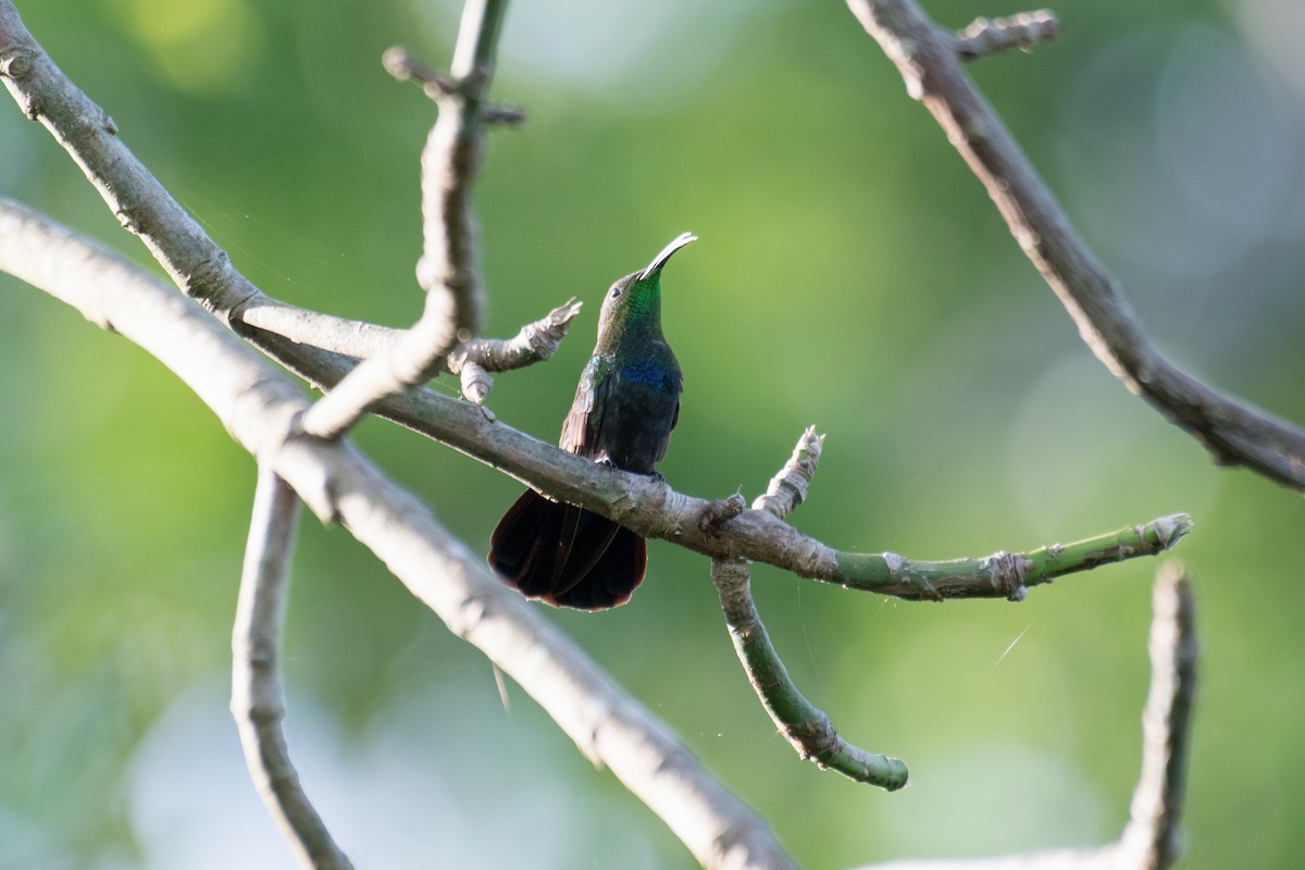 Green-throated Carib - Gustavo Melendez