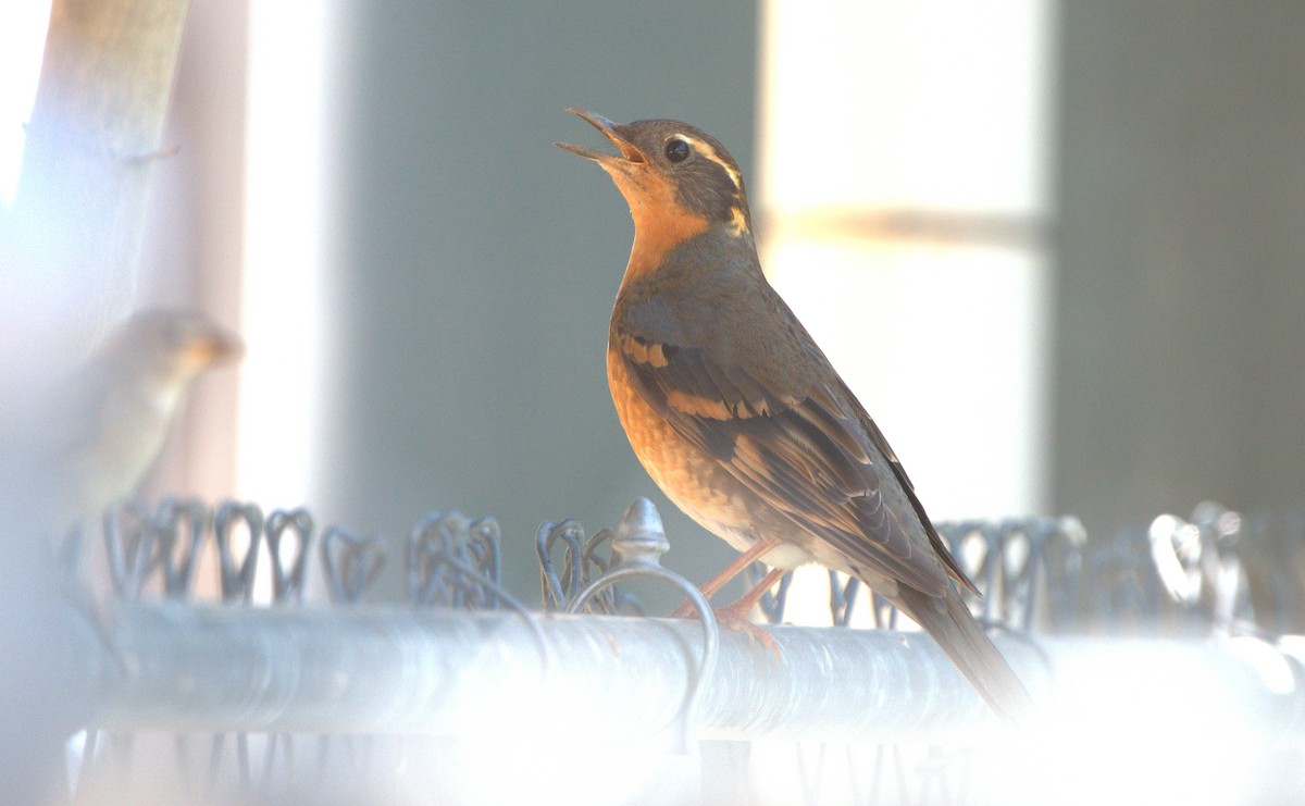 Varied Thrush - ML580936191