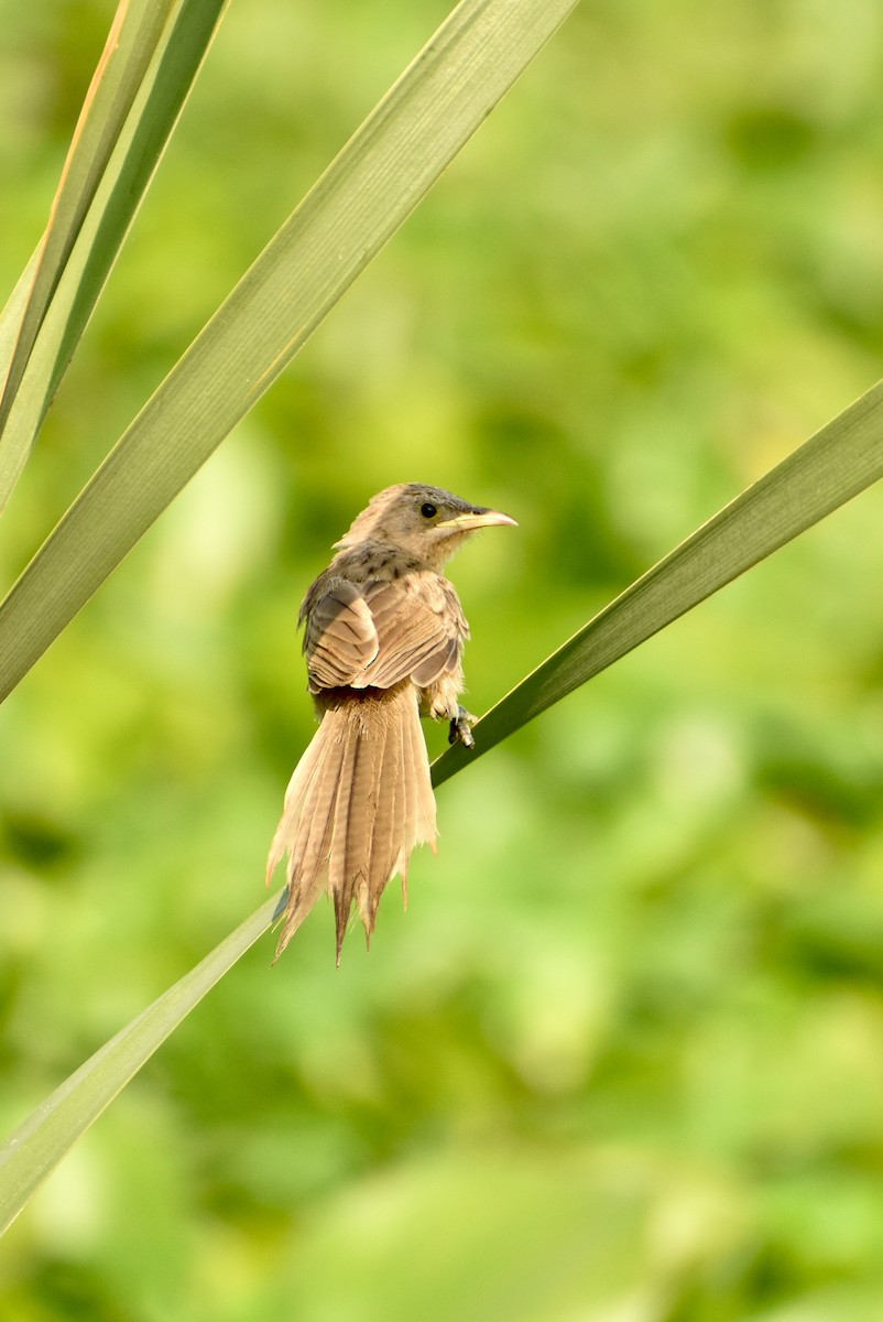 Striated Babbler - ML580936251