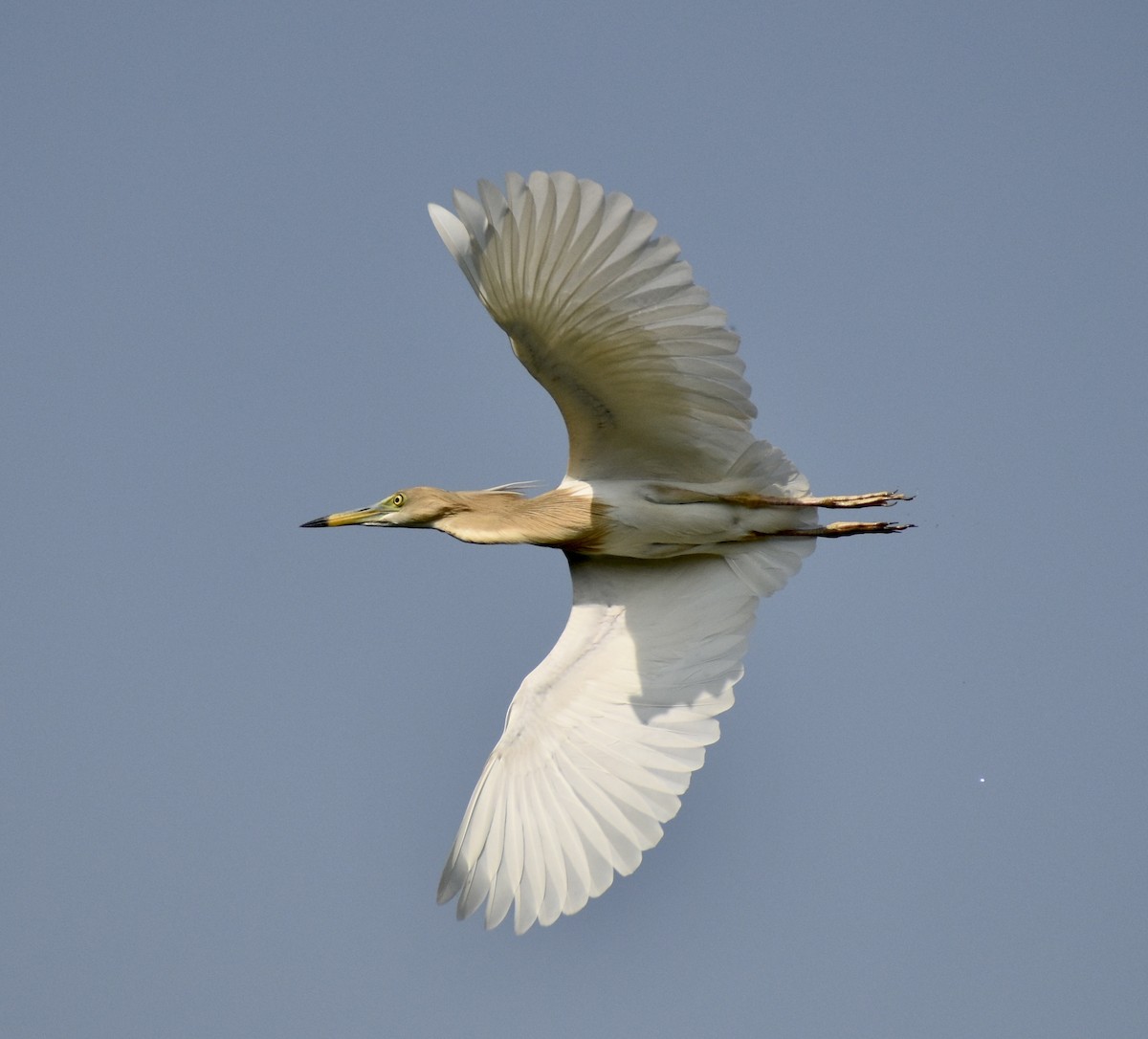 Indian Pond-Heron - ML580936361