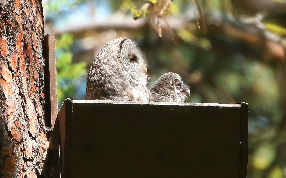 Great Gray Owl - Mark Ludwick