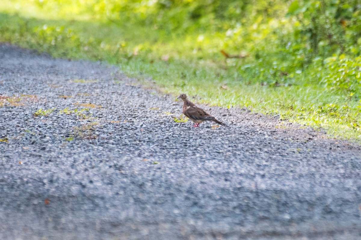 Mourning Dove - ML580936851