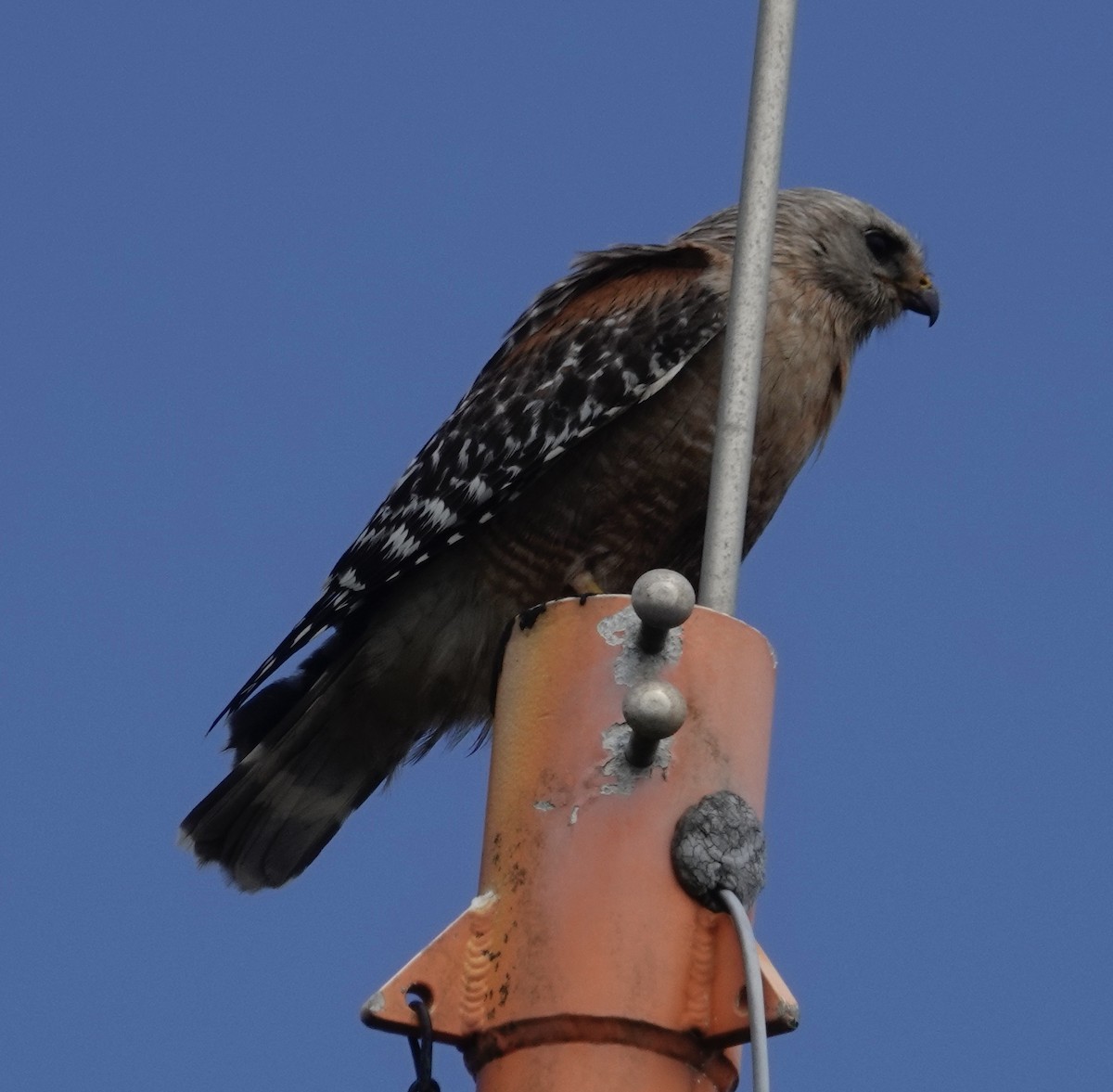 Red-shouldered Hawk - ML580937821