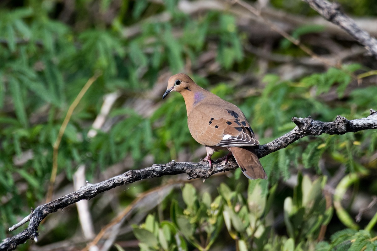 Zenaida Dove - ML580938511