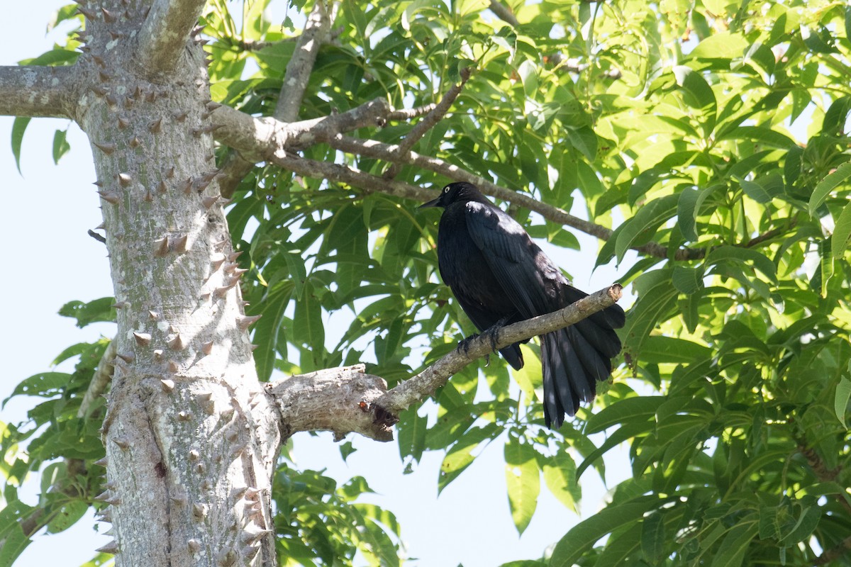 Greater Antillean Grackle - Gustavo Melendez