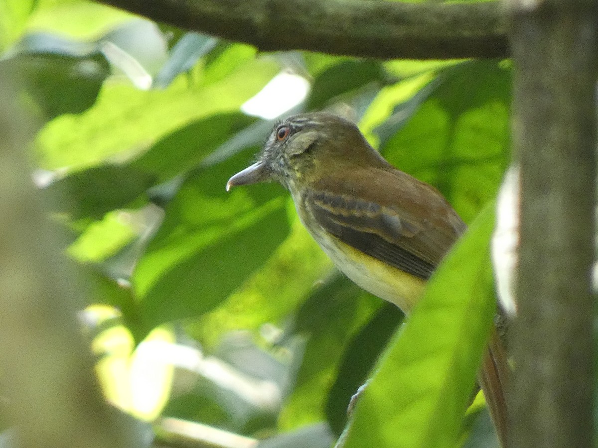 Bright-rumped Attila - Donald Wellmann