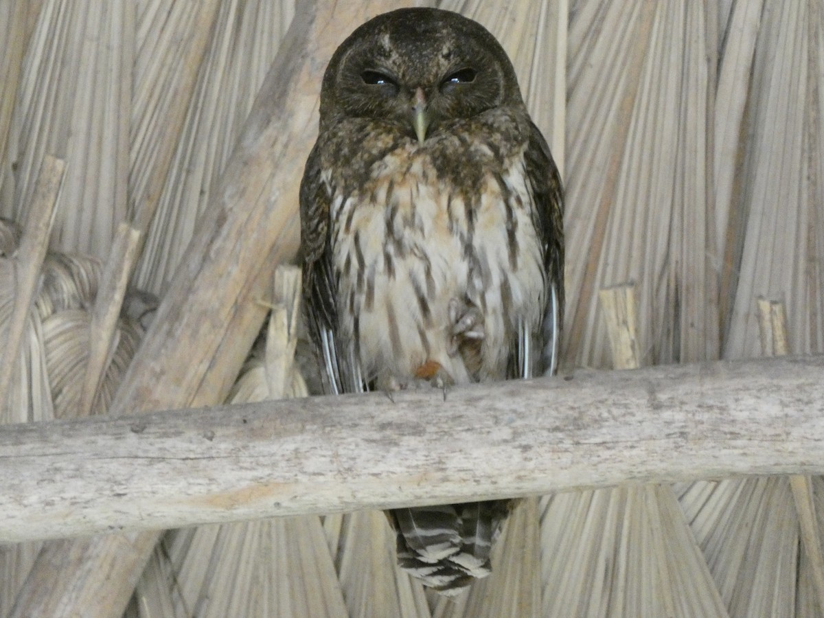 Mottled Owl - Donald Wellmann