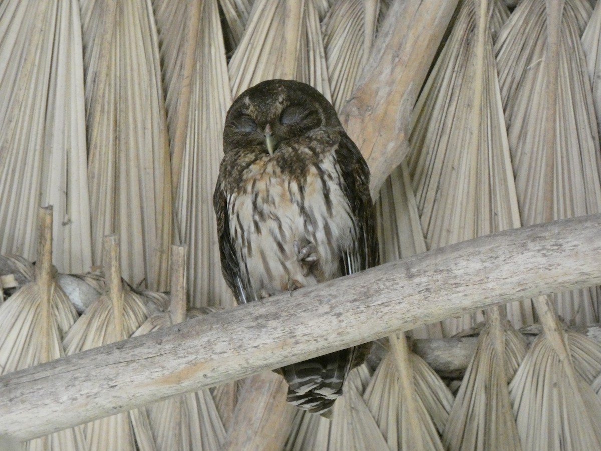 Mottled Owl - Donald Wellmann