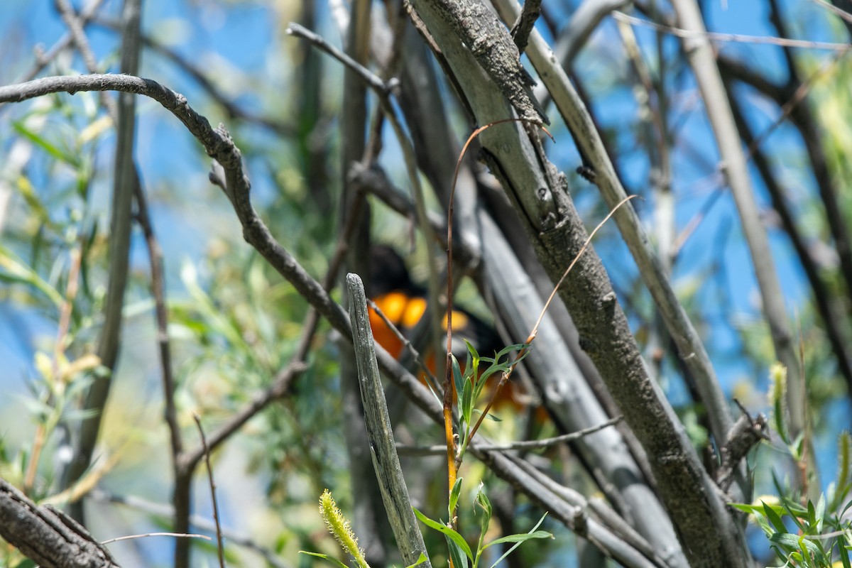 Baltimore Oriole - tara lemezis