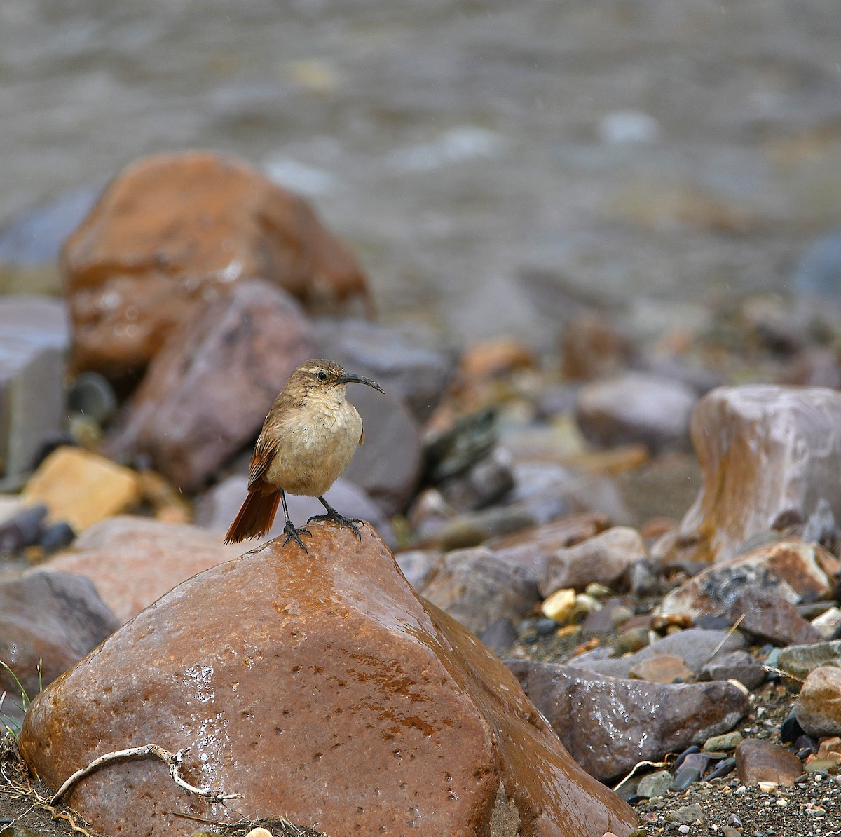 Buff-breasted Earthcreeper - ML580940661