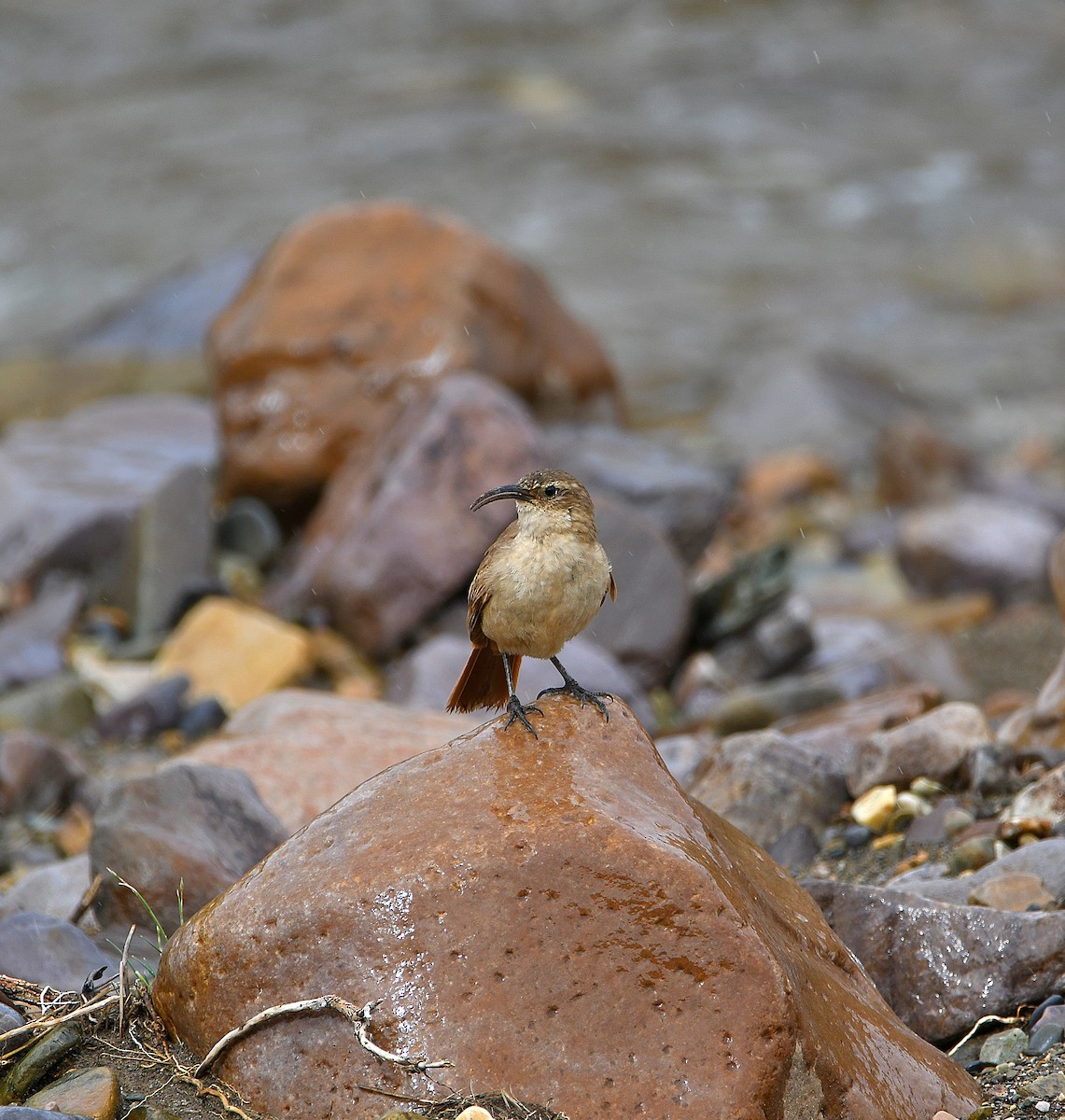 Buff-breasted Earthcreeper - ML580940841