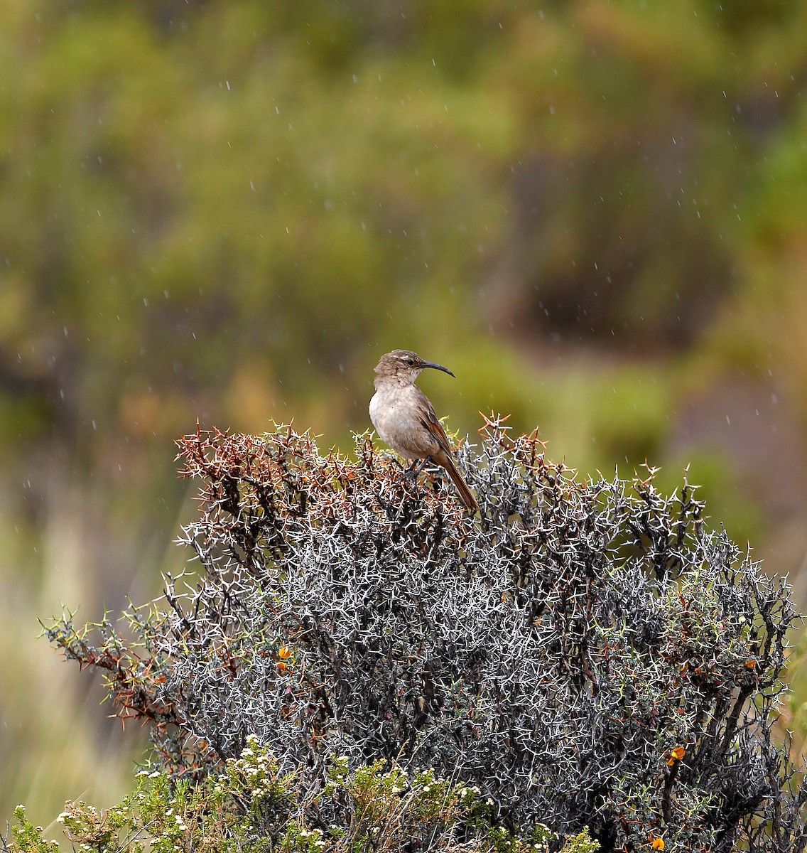 Buff-breasted Earthcreeper - ML580940971